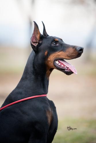 Branka Le Nostre Ali