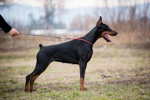 Branka Le Nostre Ali