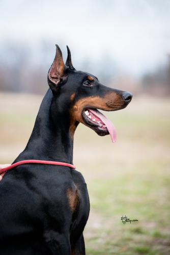 Branka Le Nostre Ali