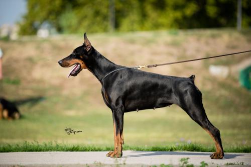 Branka Le Nostre Ali