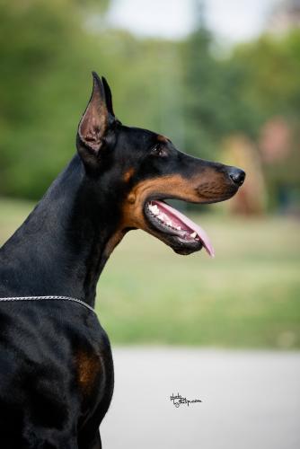 Branka Le Nostre Ali