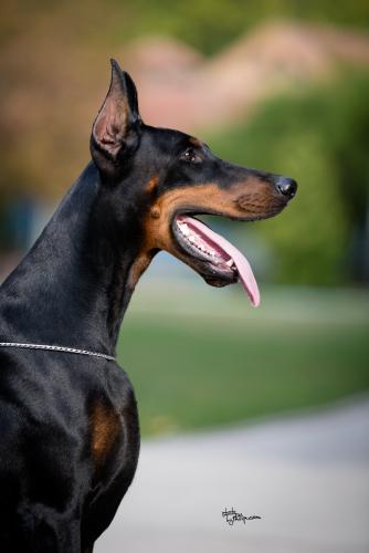 Branka Le Nostre Ali