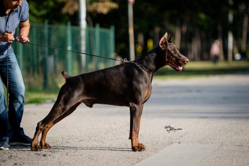 Cane Cairo Le Nostre Ali