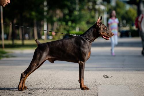 Cane Cairo Le Nostre Ali