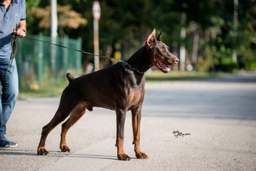 Cane Cairo Le Nostre Ali