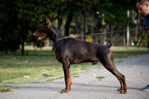 Cane Cairo Le Nostre Ali