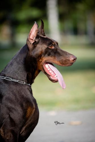 Cane Cairo Le Nostre Ali