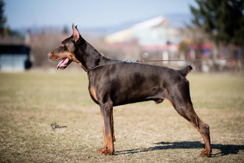 Cane Cairo Le Nostre Ali
