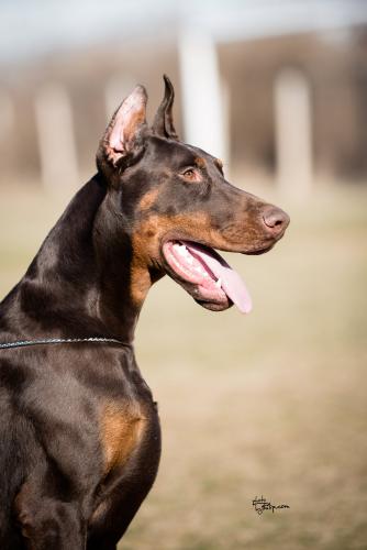 Cane Cairo Le Nostre Ali