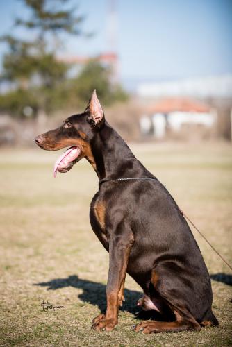 Cane Cairo Le Nostre Ali