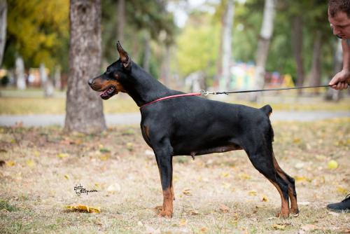 Iva Ivy Of Look At Me Baby