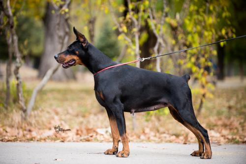 Iva Ivy Of Look At Me Baby