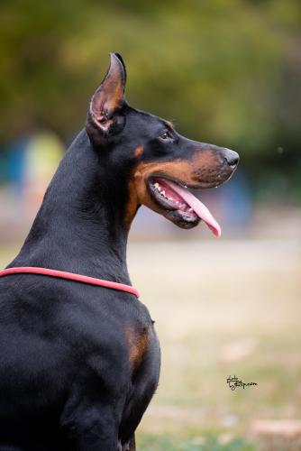 Iva Ivy Of Look At Me Baby