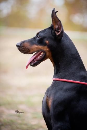 Iva Ivy Of Look At Me Baby