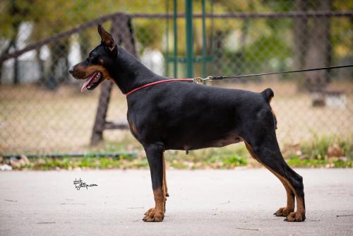 Iva Ivy Of Look At Me Baby