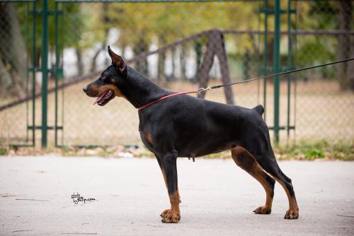 Iva Ivy Of Look At Me Baby