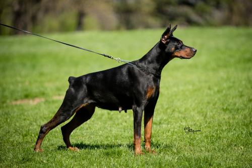 Iva Ivy Of Look At Me Baby