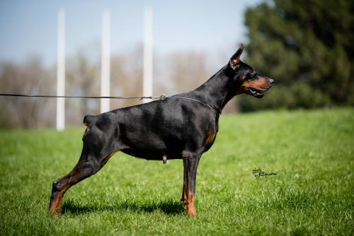 Iva Ivy Of Look At Me Baby